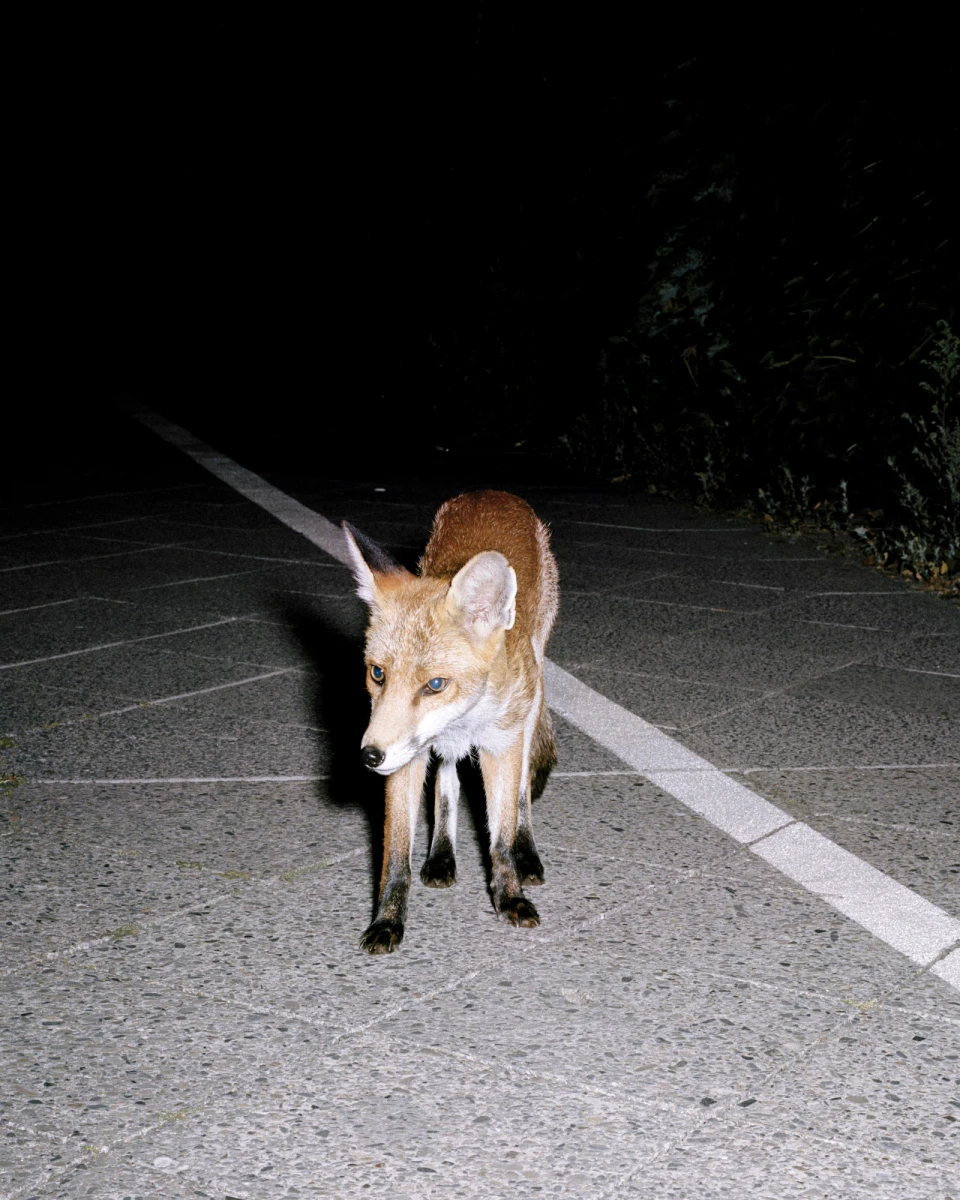 Humpelfuchs, Book