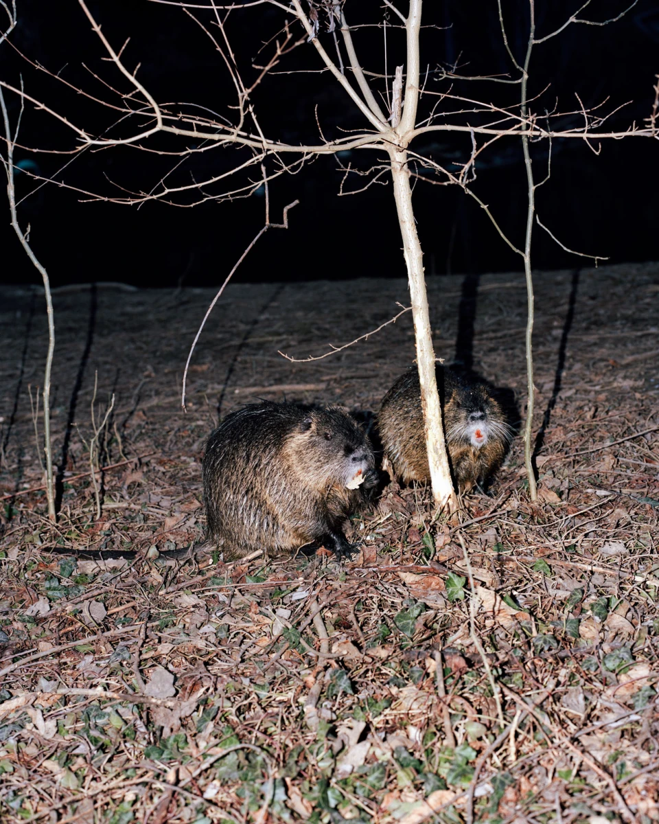 Humpelfuchs, Book