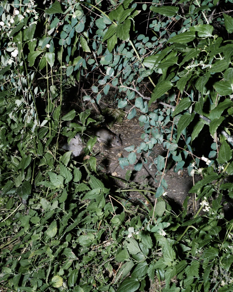 Humpelfuchs, Book